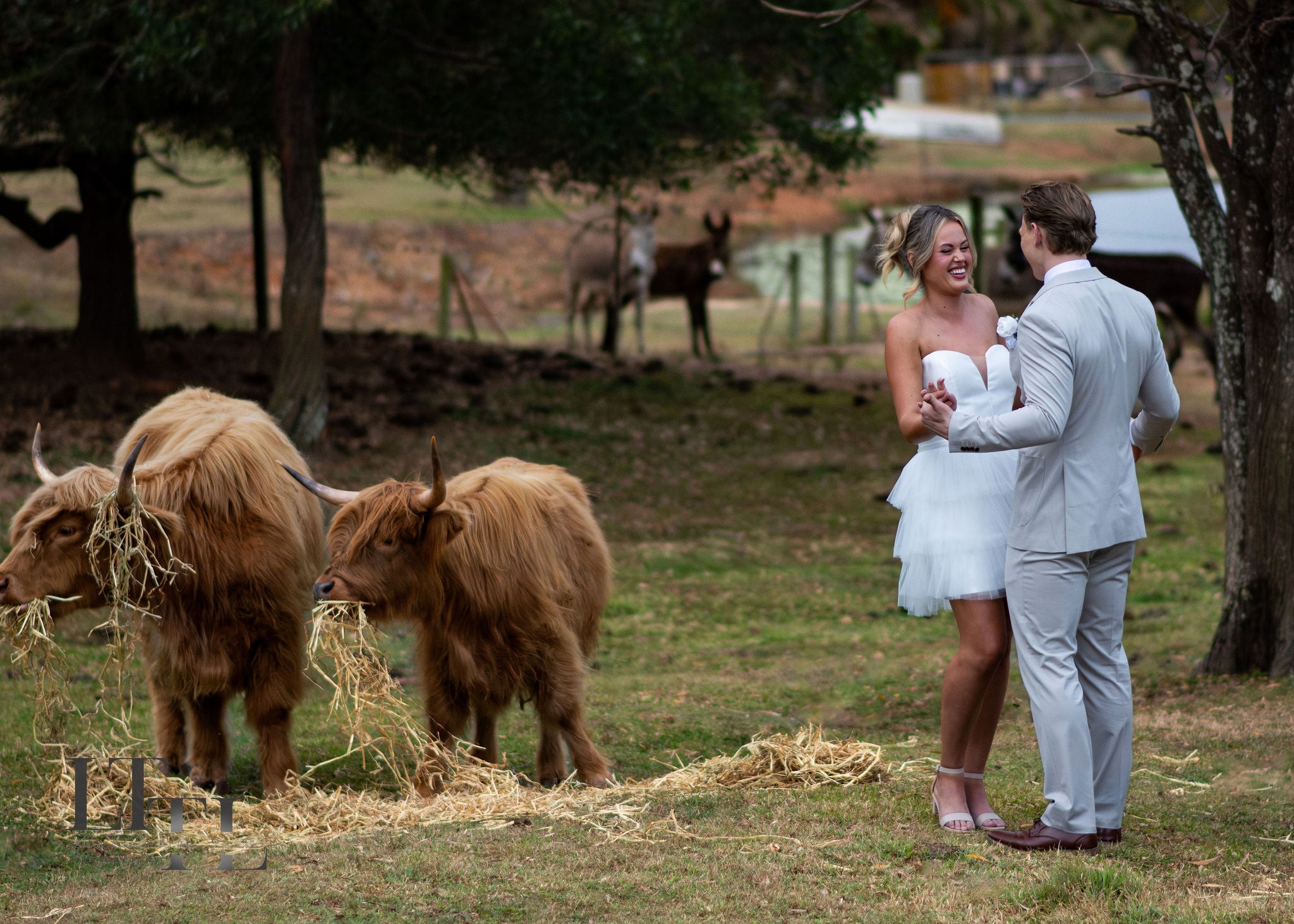Wedding couple standing in a field with highland cows.