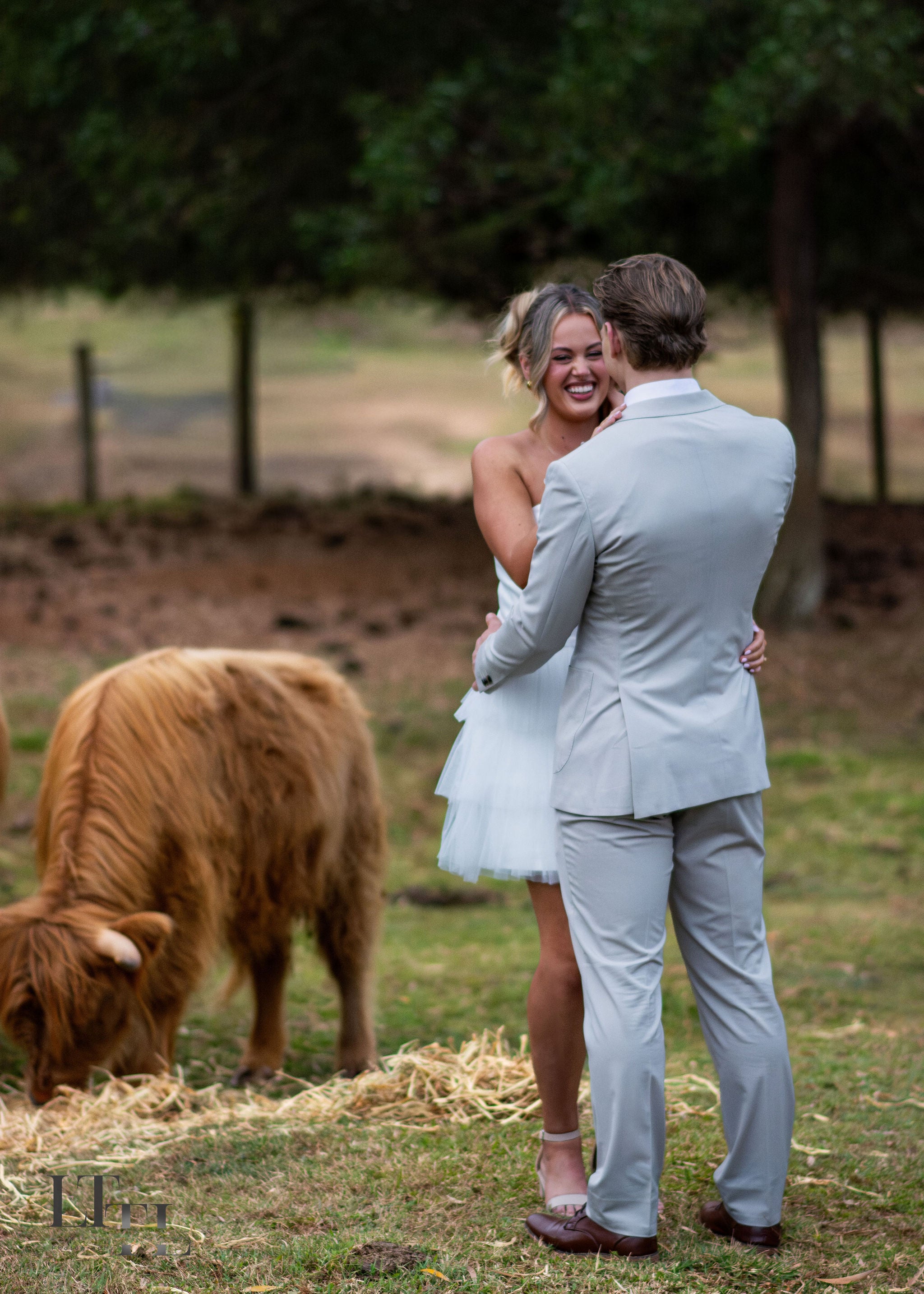 Couple embracing in a field with a cow nearby
